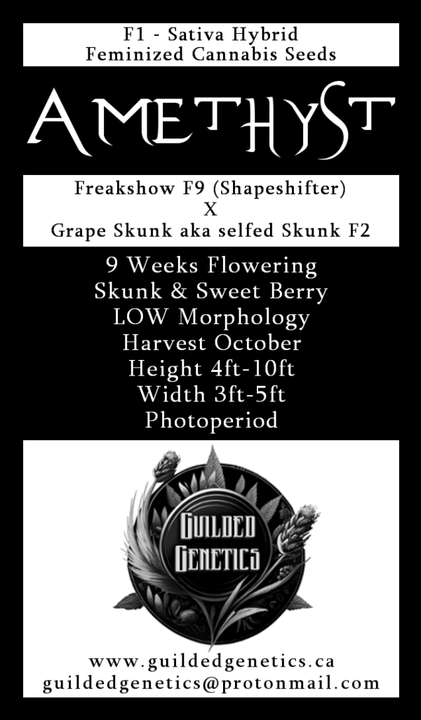 Amethyst F1