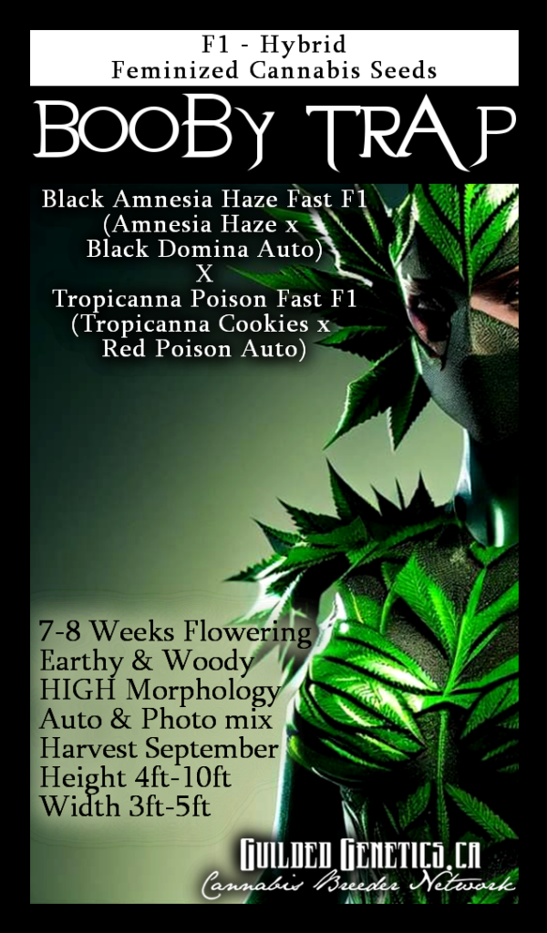 Boobytrap F1
