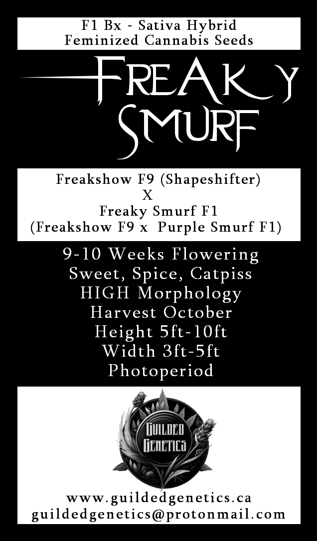 Freaky Smurf F1Bx - Image 2