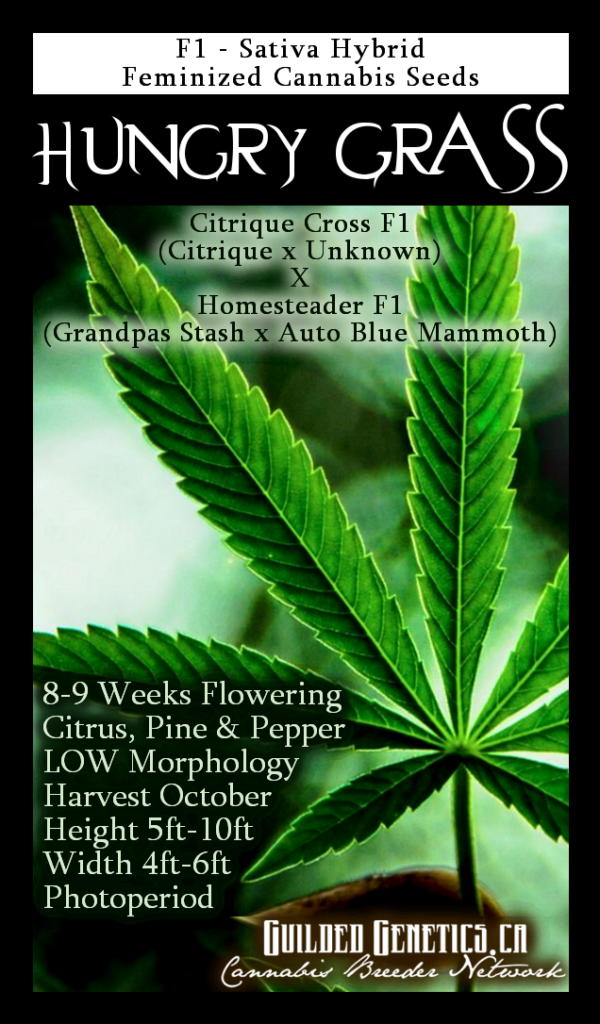 Hungry Grass F1