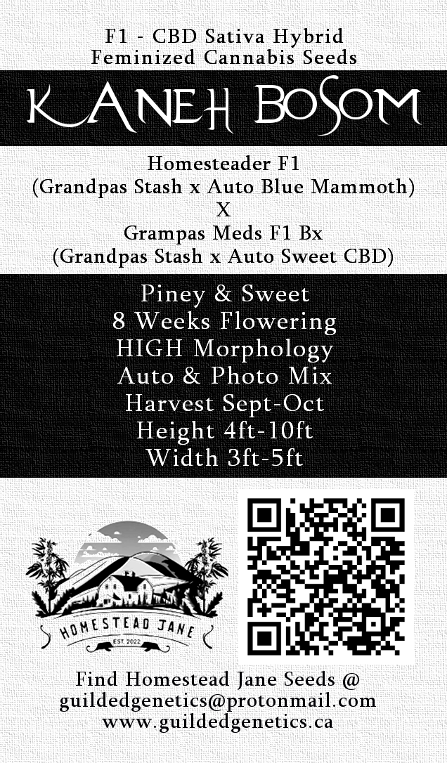 Kaneh Bosom F1 - Image 2