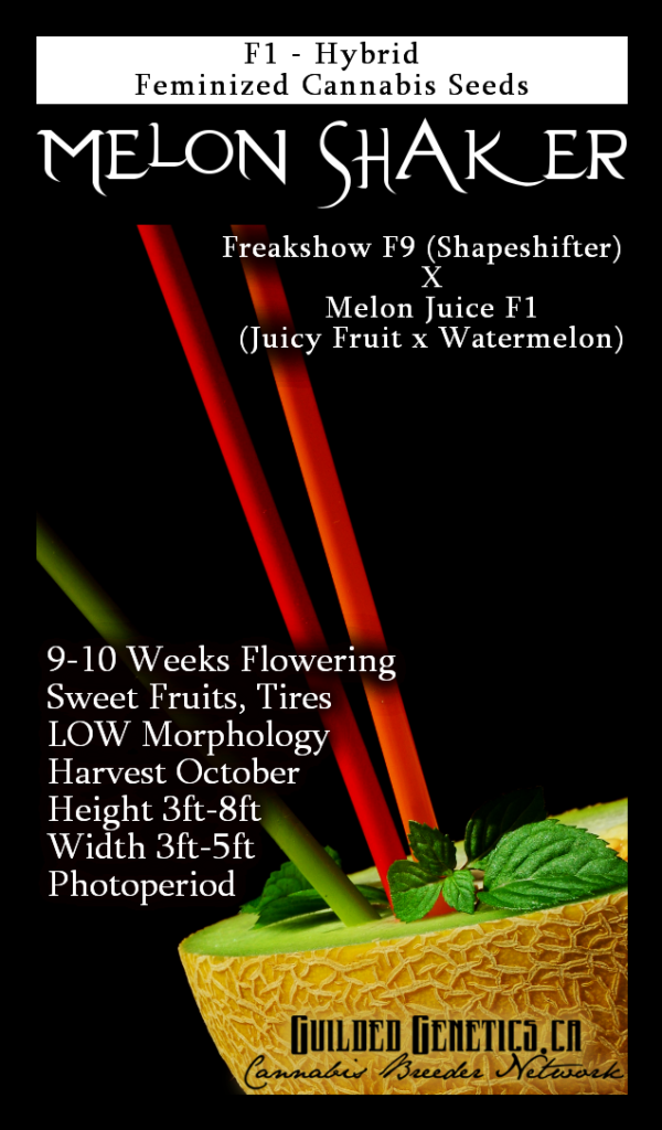 Melon Shaker F1