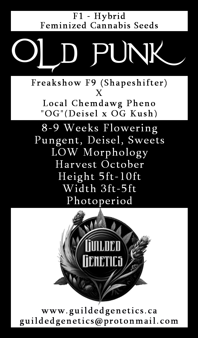 Old Punk F1 - Image 2