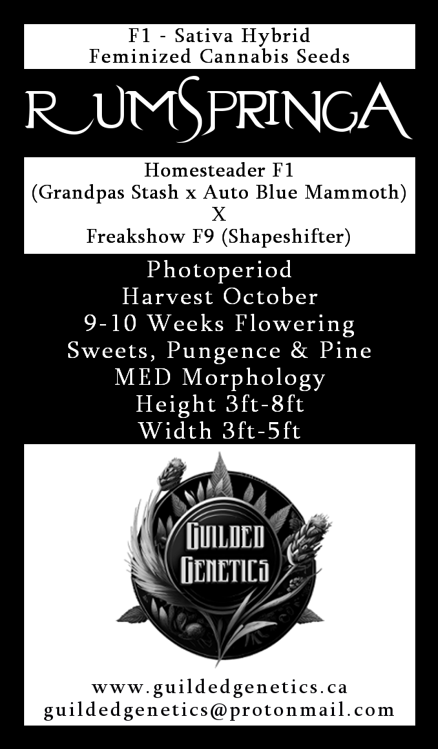 Rumspringa F1 - Image 2