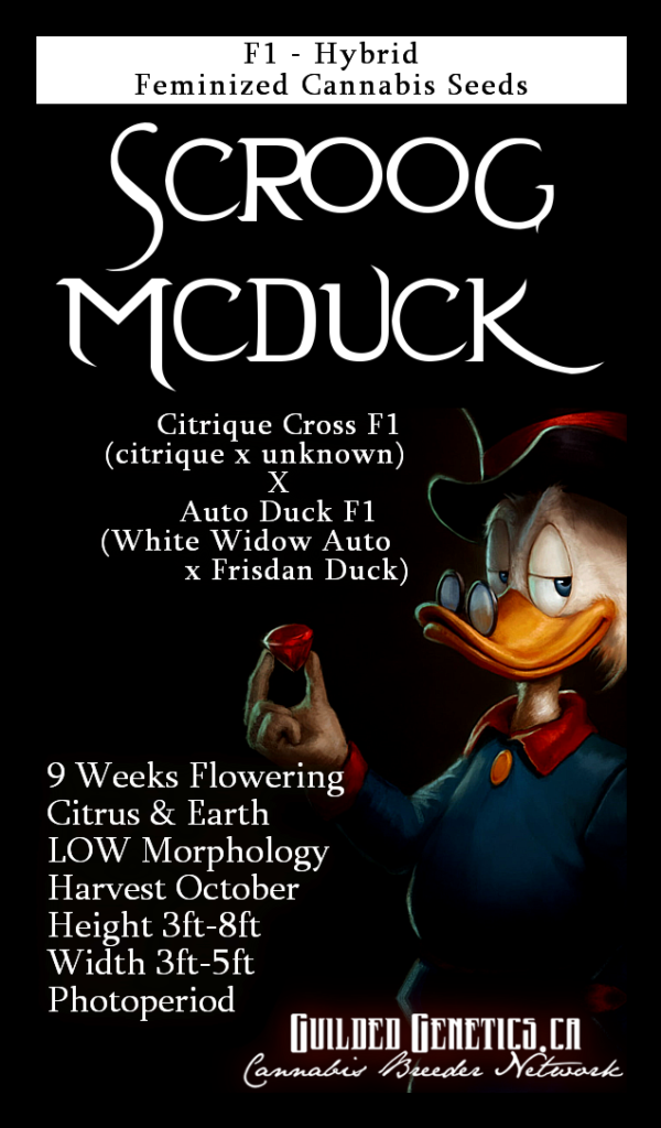 Scroog McDuck F1