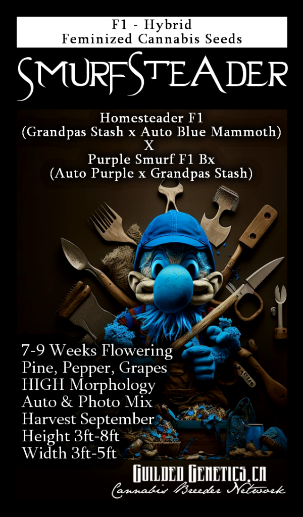Smurfsteader F1