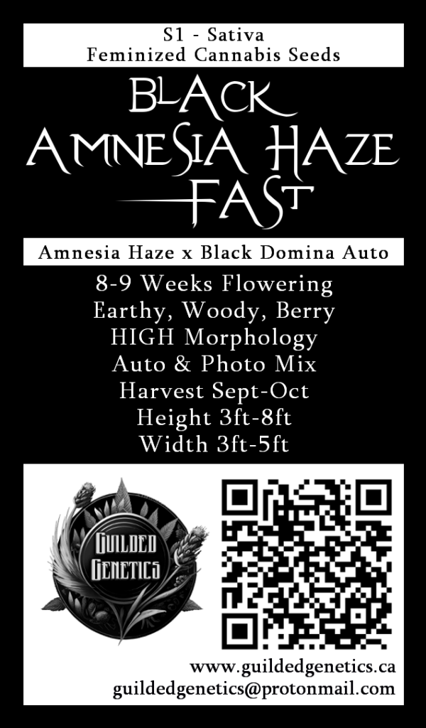 Black Amnesia Haze Fast S1