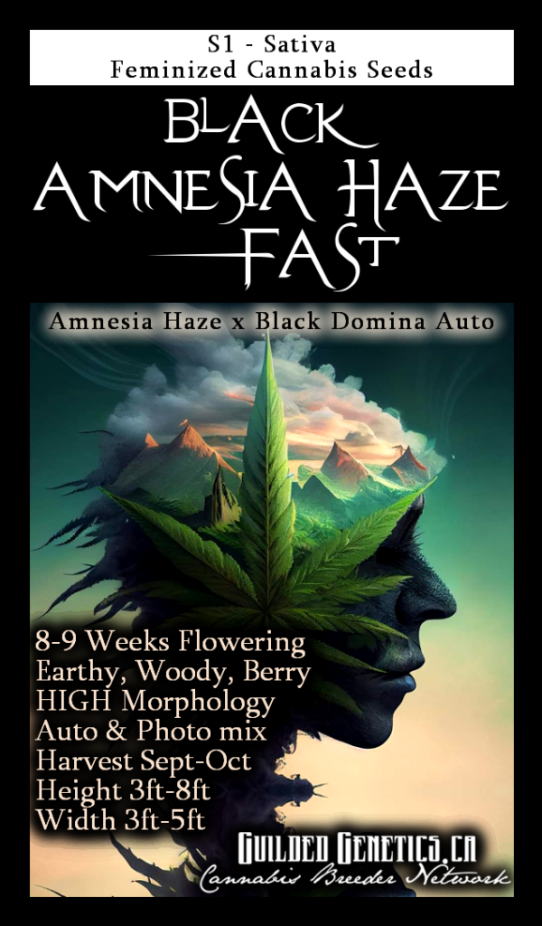 Black Amnesia Haze Fast S1