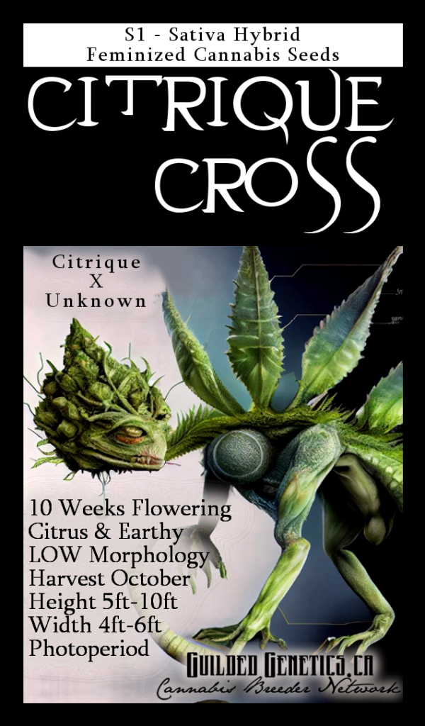 Citrique cross S1