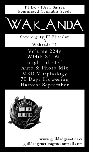 Wakanda F1Bx