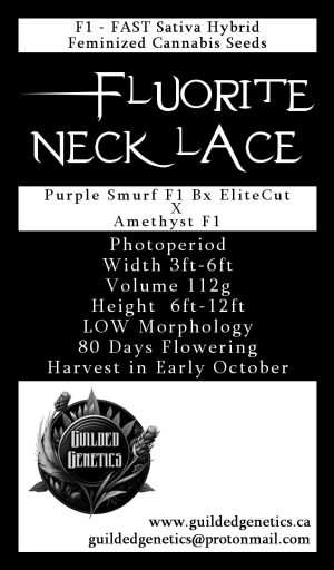 Fluorite Necklace F1