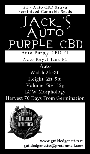 Jack’s Auto Purple CBD F1