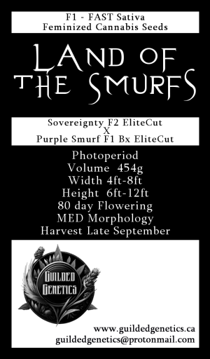 Land of the Smurfs F1