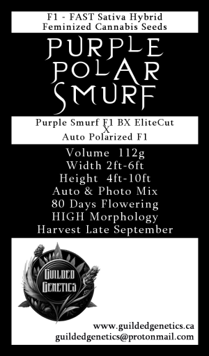 Purple Polar Smurf F1