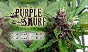 Purple Smurf S1