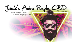 Jack’s Auto Purple CBD F1