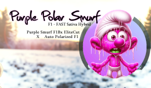 Purple Polar Smurf F1