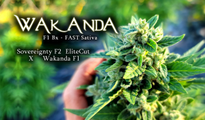 Wakanda F1Bx