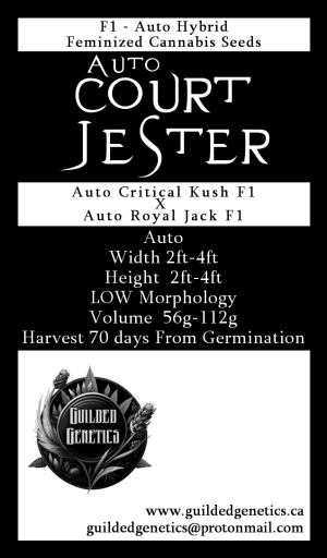 Auto Court Jester F1