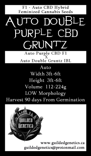 Auto Double Purple CBD Gruntz F1