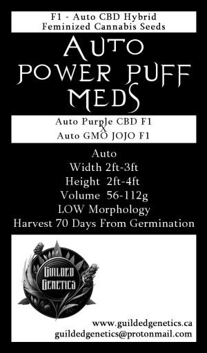 Auto Power Puff Meds F1