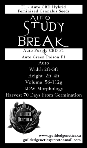 Auto Study Break F1