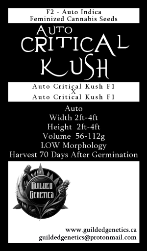Auto Critical Kush F2