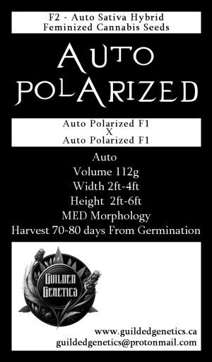 Auto Polarized F2