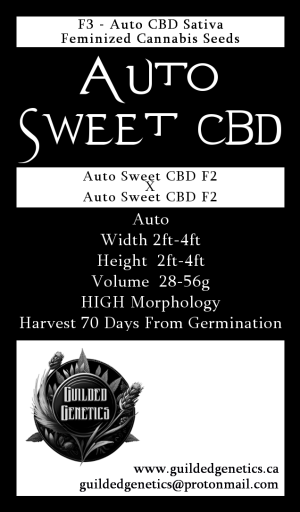 Auto Sweet CBD F3