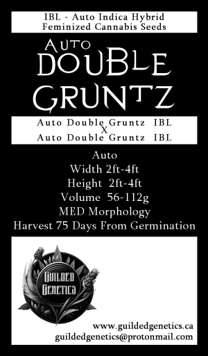 Auto Double Gruntz IBL