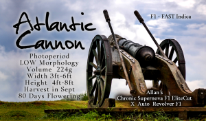 Atlantic Cannon – F1