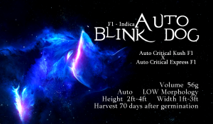 Auto Blink Dog – F1