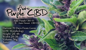 Auto Purple CBD – F1 Bx