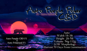 Auto Purple Polar CBD – F1