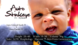 Auto Stinkeye – F1