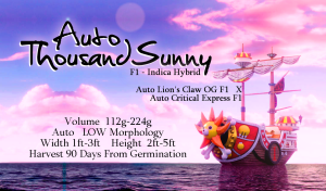 Auto Thousand Sunny – F1