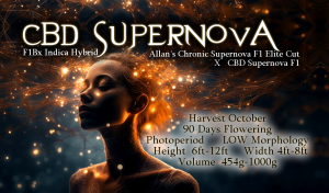 CBD Supernova – F1 Bx