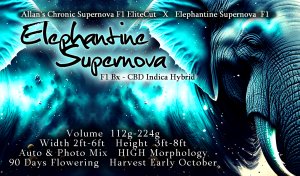 Elephantine Supernova F1 Bx