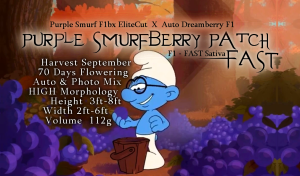 PURPLE SMURFBERRY PATCH FAST