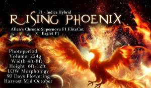 Rising Phoenix