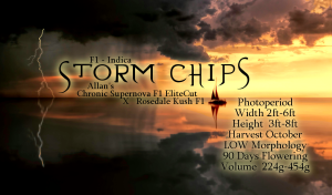 Storm Chips