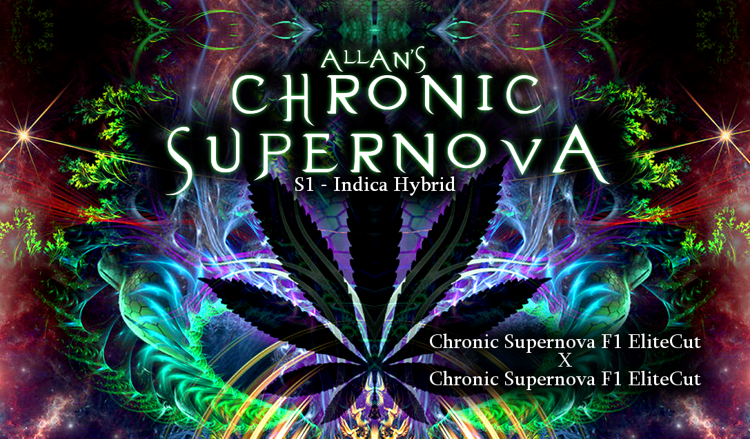 Allan's Chronic Supernova
