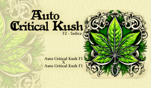 Auto Critical Kush F2