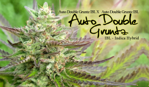 Auto Double Gruntz IBL