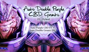 Auto Double Purple CBD Gruntz F1