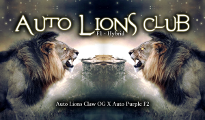 Auto Lions Club F1