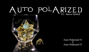 Auto Polarized F2