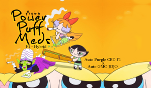 Auto Power Puff Meds F1