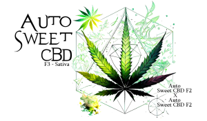 Auto Sweet CBD F3